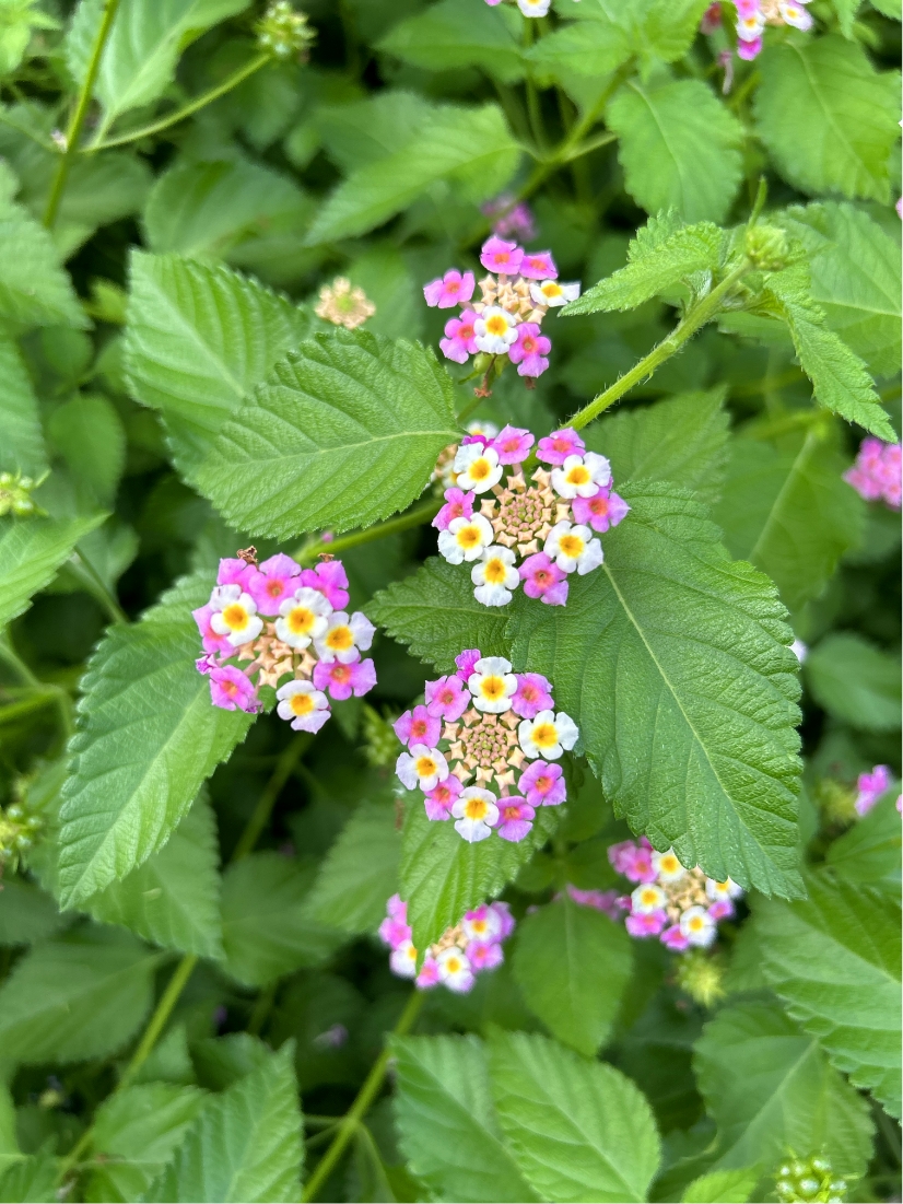 花の接写Before画像