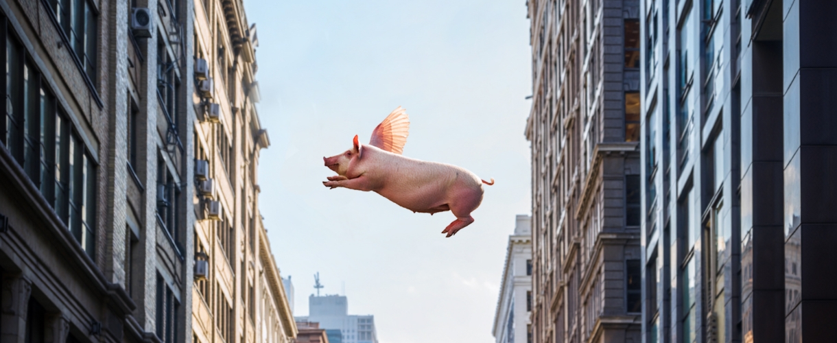 街で豚が飛んでいる様子