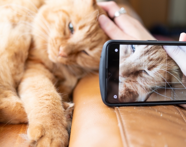 猫を撮影しているシーン